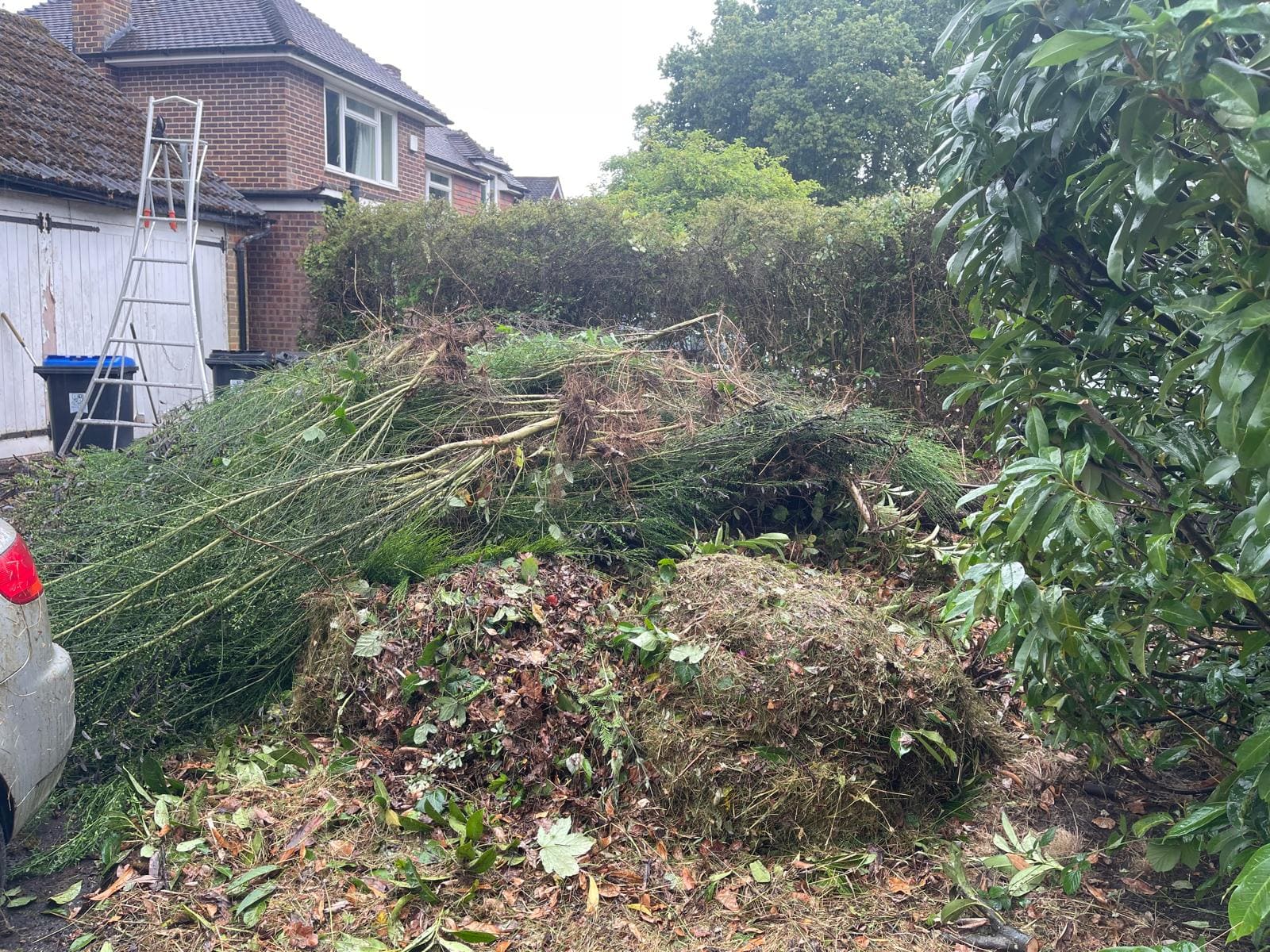Backyard with overgrown plants and moss before tidy up.